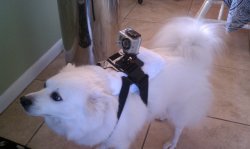 Pies z kamerą Gopro